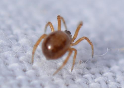 Steatoda sp.